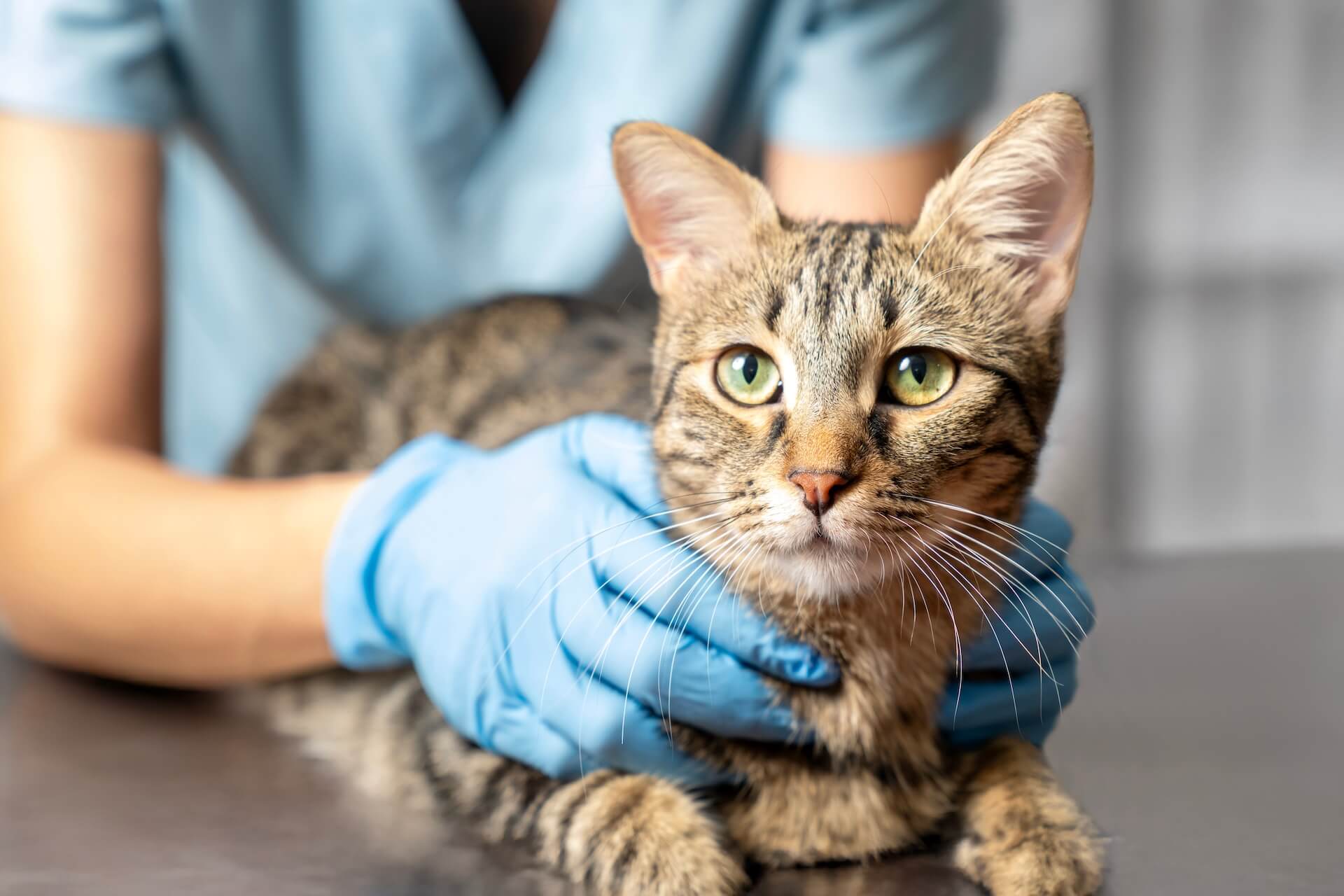 Cat at the vet on the table with vets hands around the cat