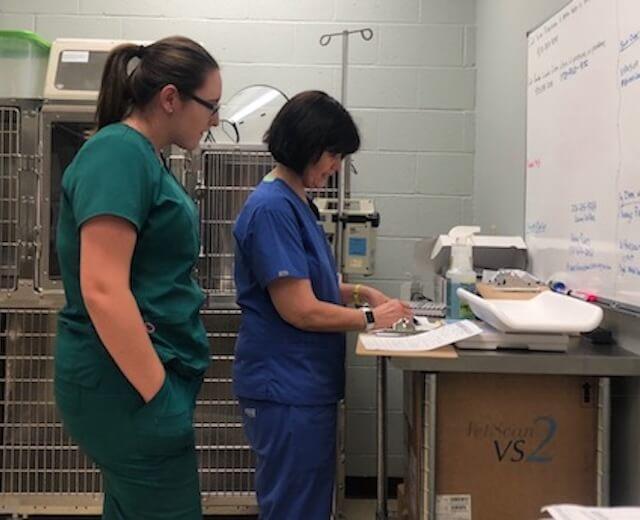 Monitoring of Pets Transferred From the RDVM
